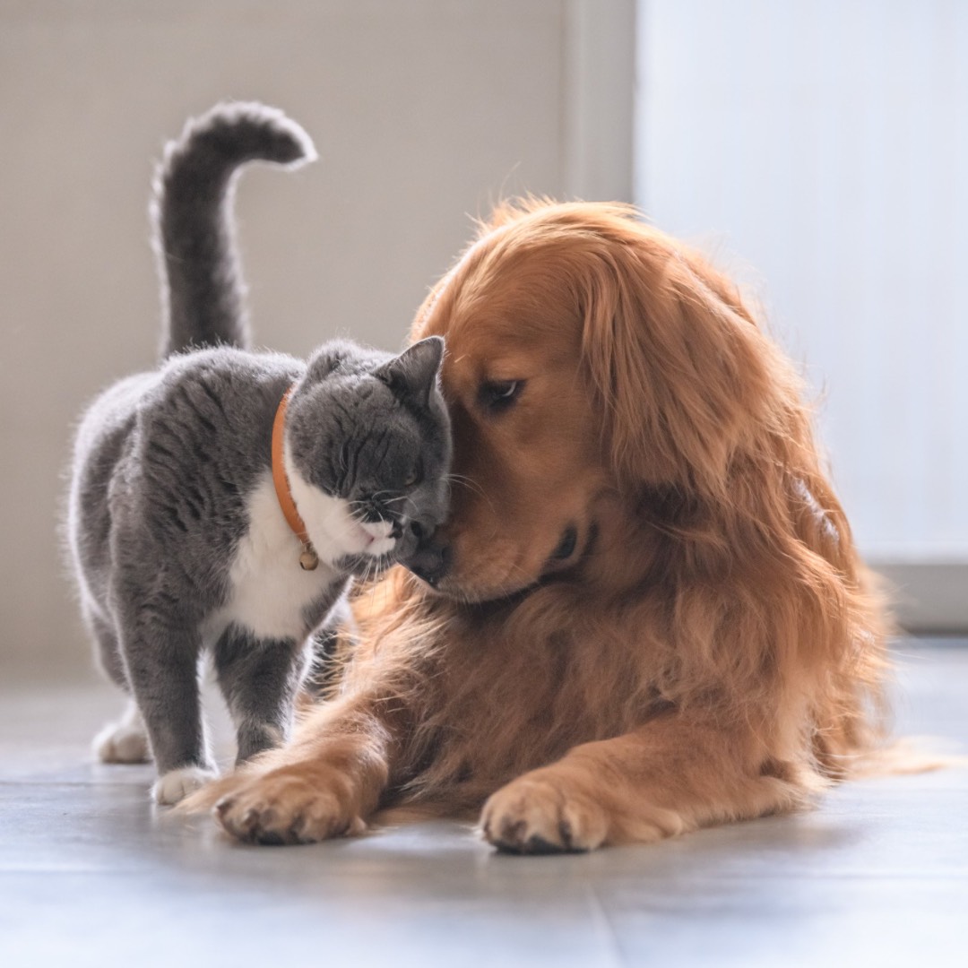 Pies i kot – jak je do siebie przyzwyczaić?