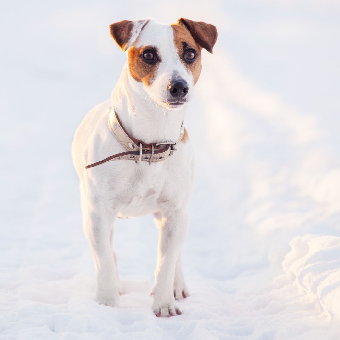 O czym musisz pamiętać podczas zimowych spacerów z psem?